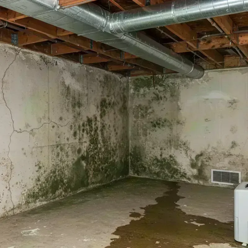 Professional Mold Removal in Winchester, IL